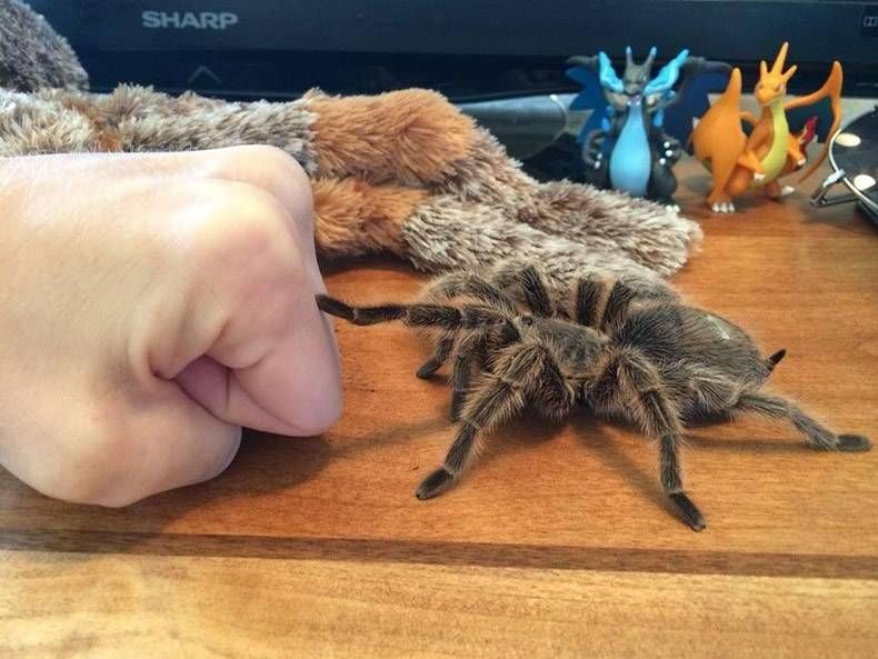 Gewoon een verzameling hilarische foto's #1265