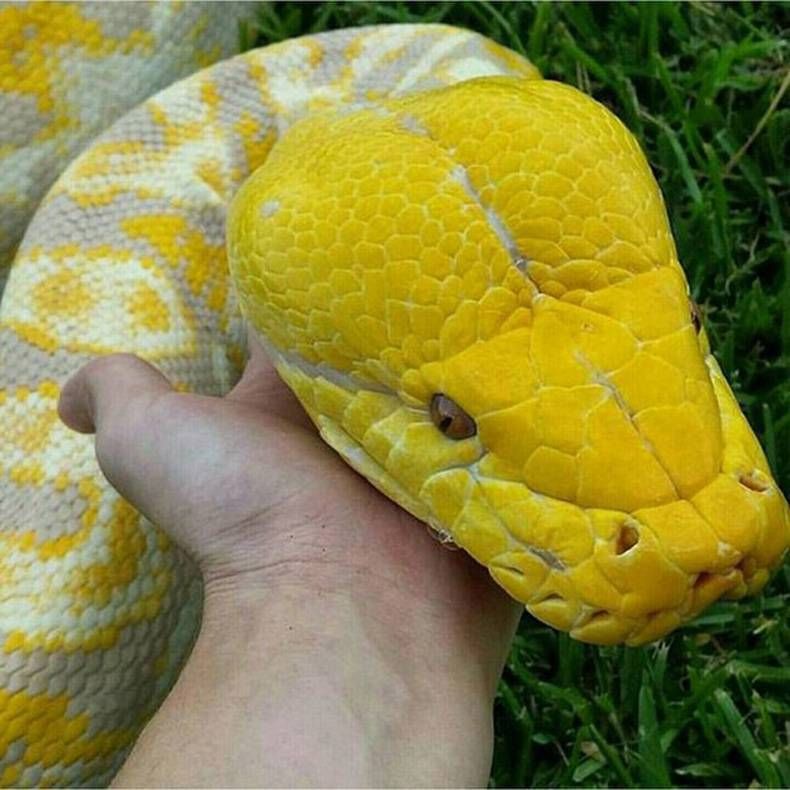 Pix Dump #1000 Special: Gewoon een verzameling foto's van dieren