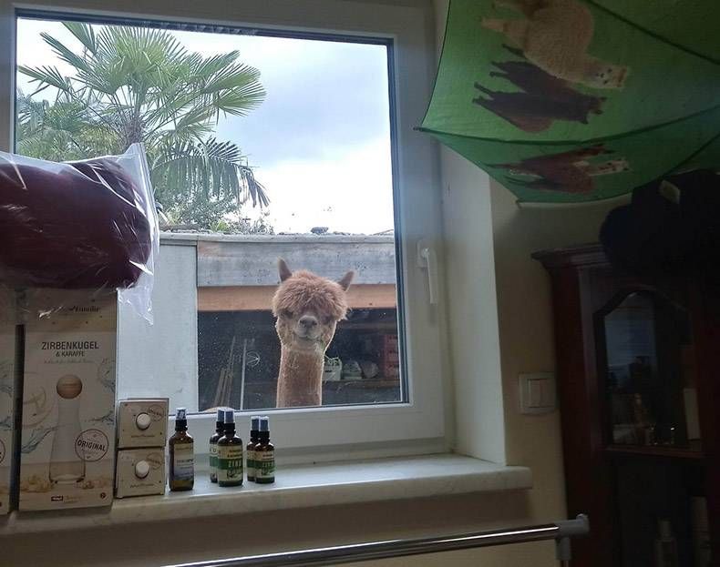 Gewoon een verzameling hilarische foto's #1178