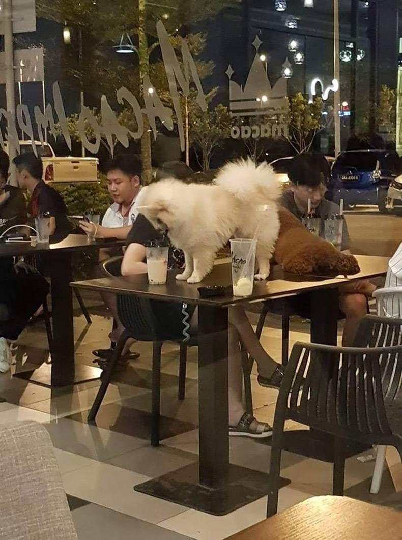 Gewoon een verzameling hilarische foto's #1123