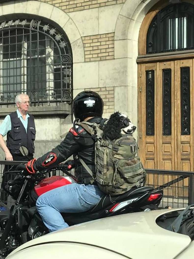 Gewoon een verzameling hilarische foto's #984