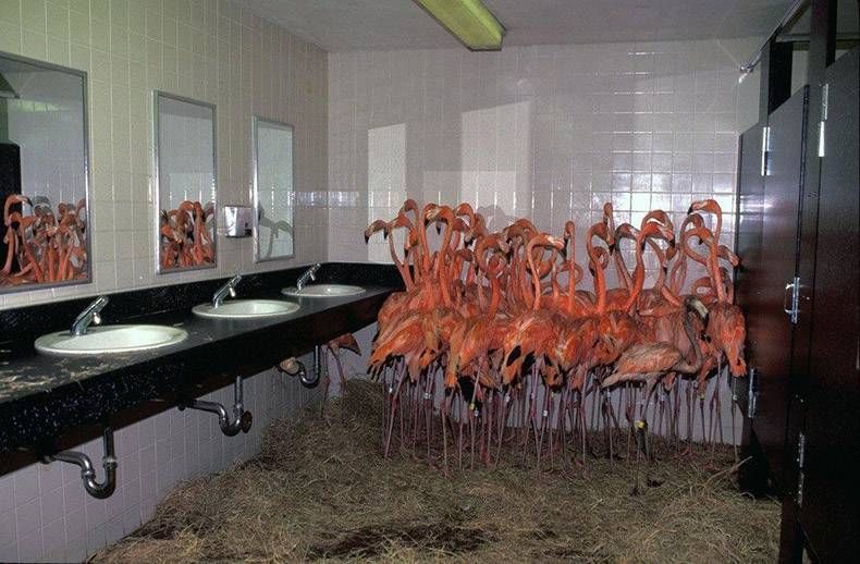 Gewoon een verzameling hilarische foto's #863