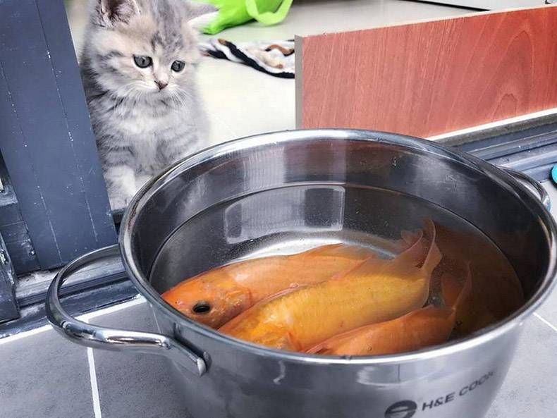 Gewoon een verzameling hilarische foto's #1199