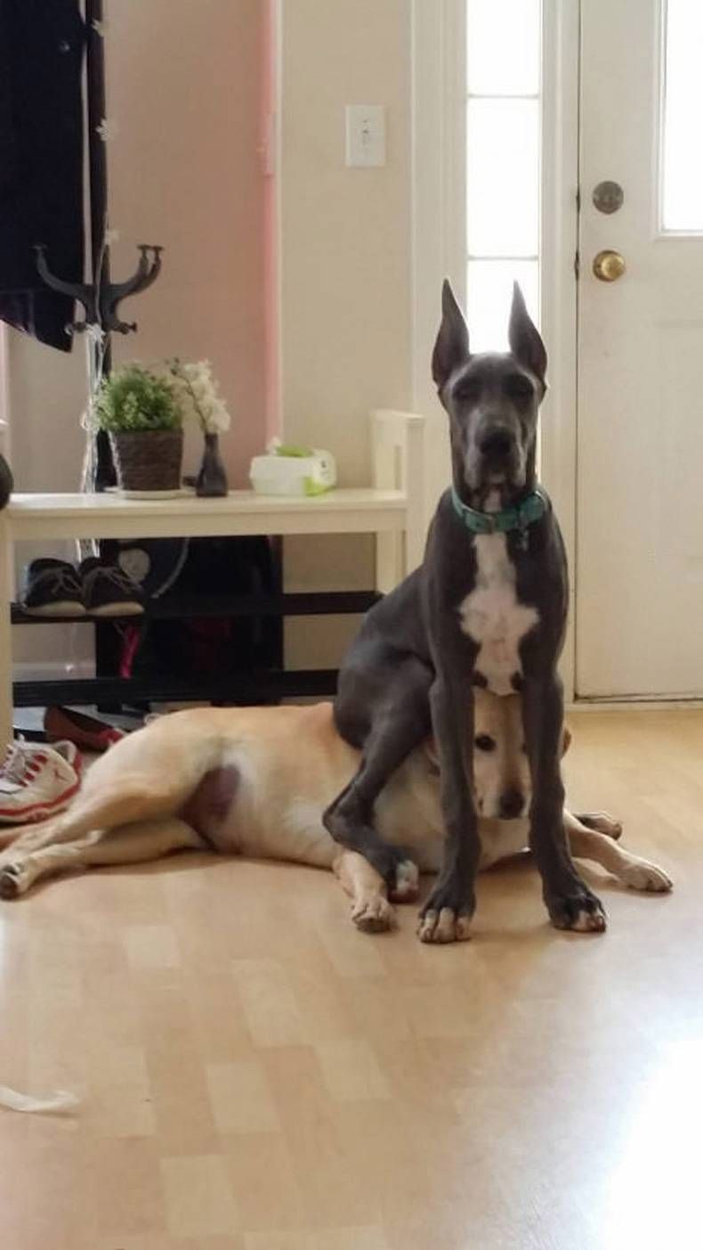 Pix Dump #1000 Special: Gewoon een verzameling foto's van dieren