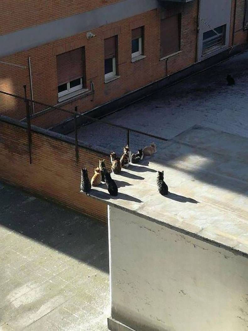 Gewoon een verzameling hilarische foto's #925