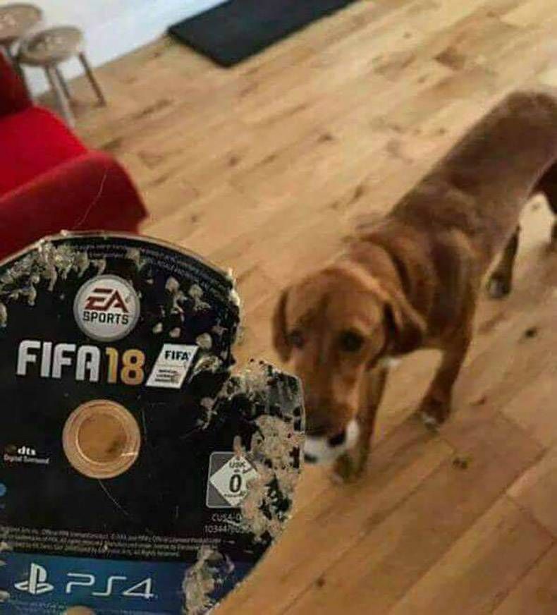 Gewoon een verzameling hilarische foto's #874