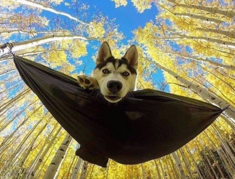 Gewoon een verzameling hilarische foto's #862