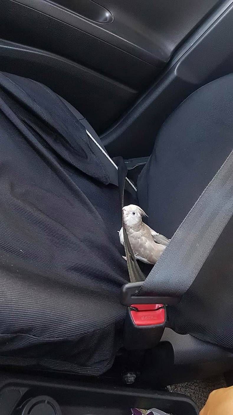 Gewoon een verzameling hilarische foto's #1127