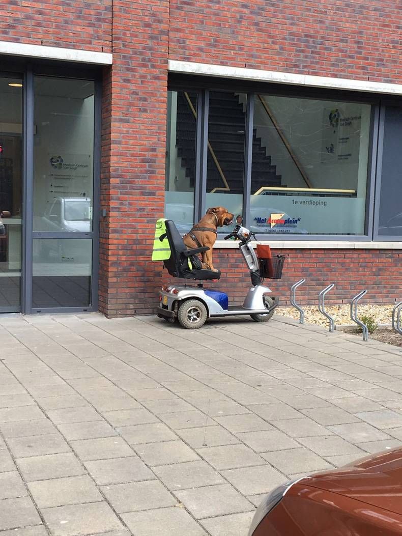 Pix Dump #1000 Special: Gewoon een verzameling straathumor foto's