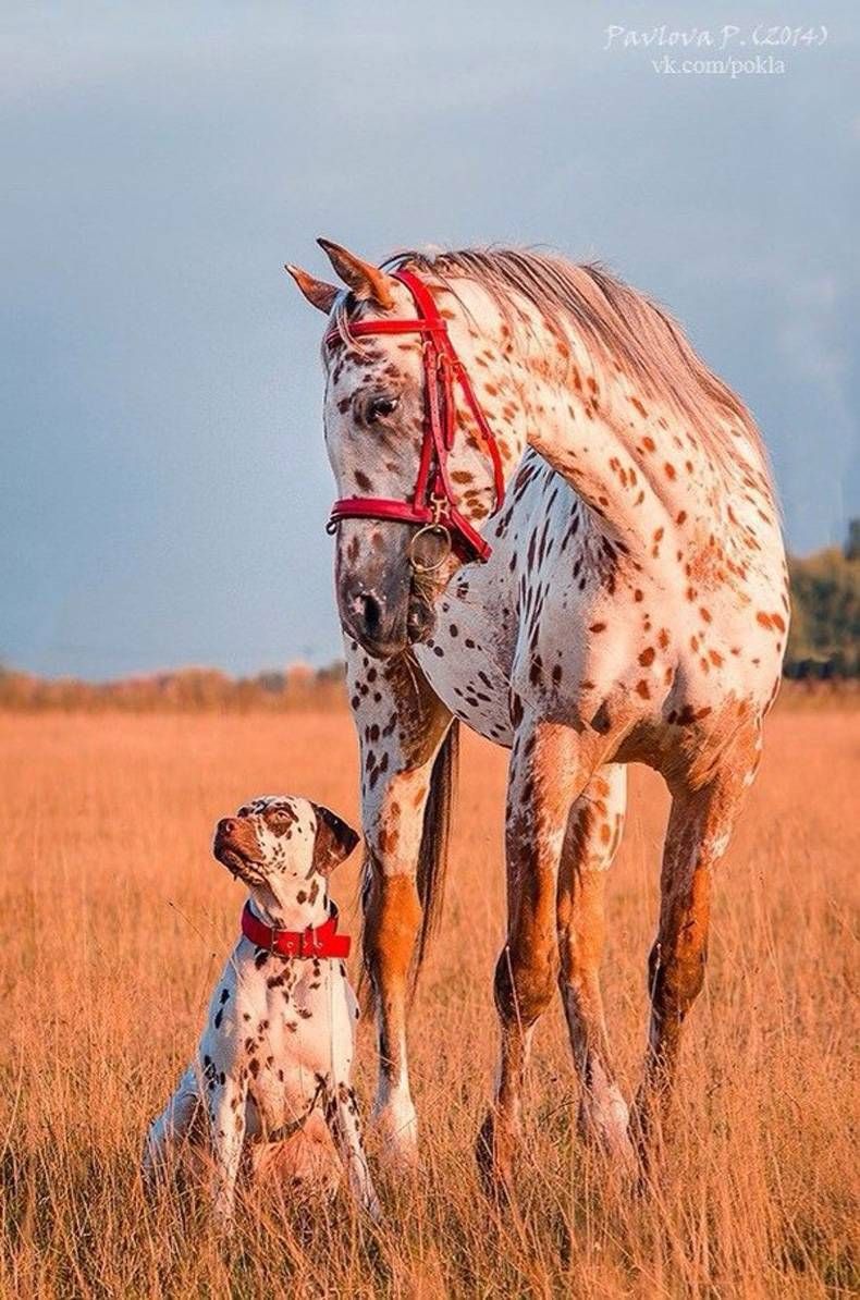 Pix Dump #1000 Special: Gewoon een verzameling foto's van dieren