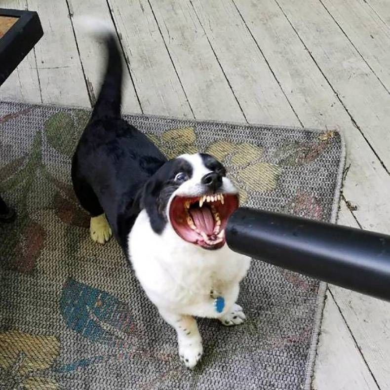 Gewoon een verzameling hilarische foto's #826