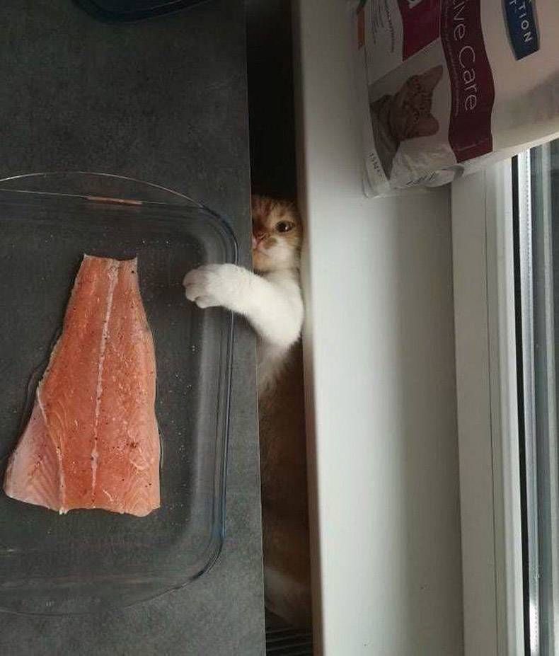 Gewoon een verzameling hilarische foto's #1127