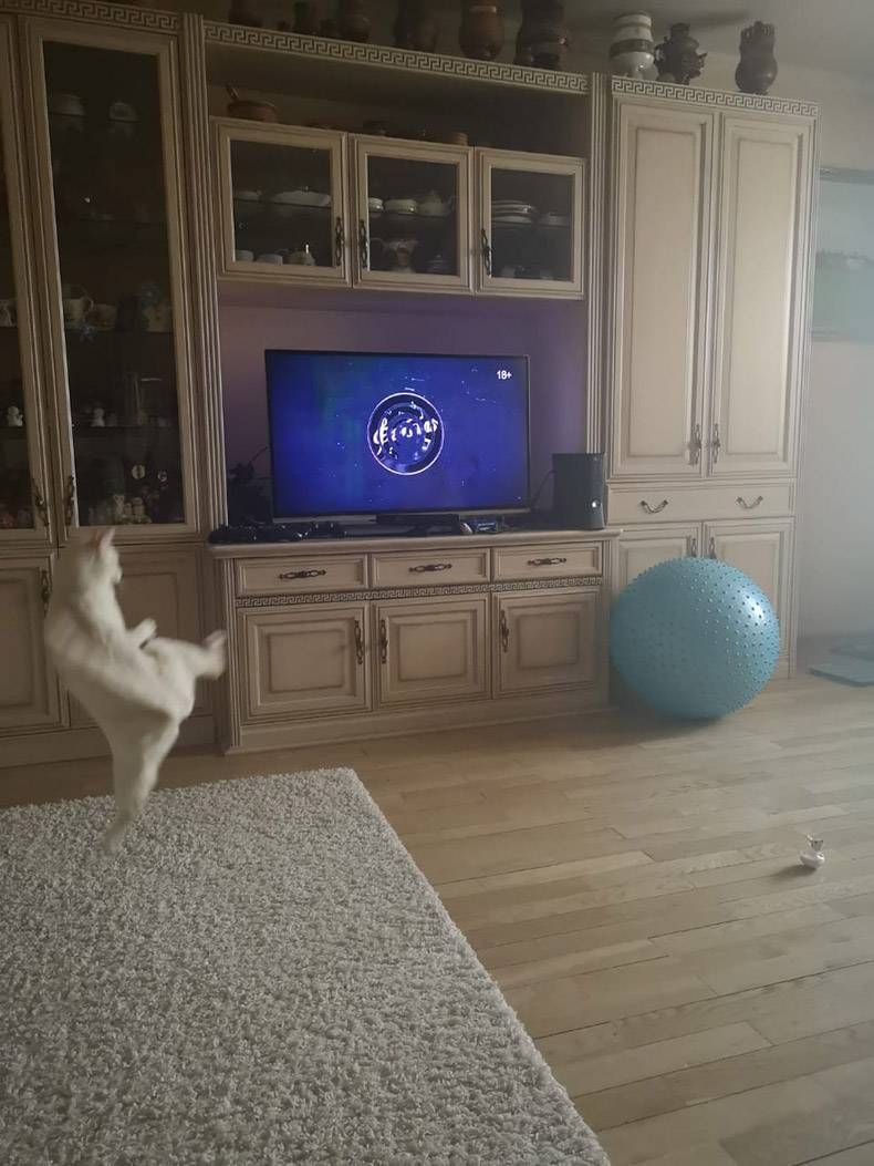 Gewoon een verzameling hilarische foto's #1120