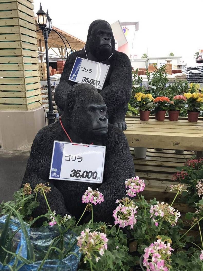 Gewoon een verzameling hilarische foto's #1256