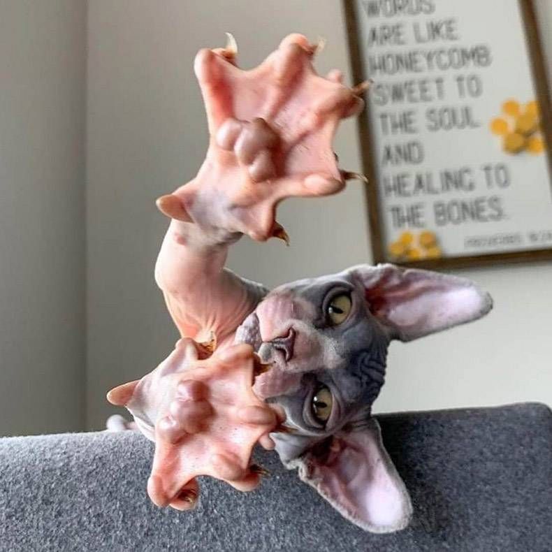 Gewoon een verzameling hilarische foto's #1161