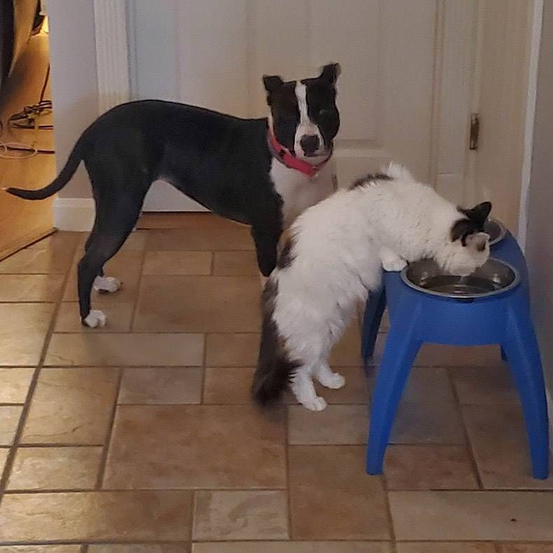 Gewoon een verzameling hilarische foto's #1127