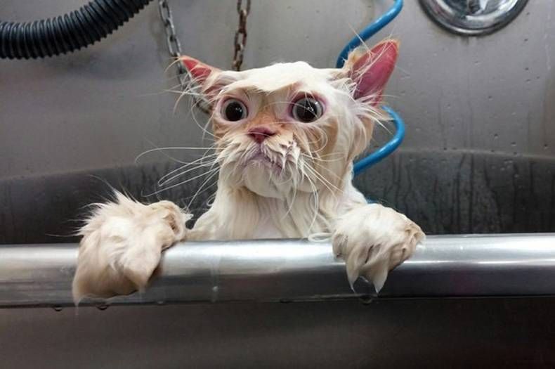 Pix Dump #1000 Special: Gewoon een verzameling foto's van dieren