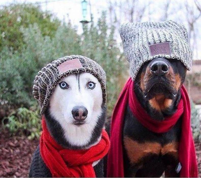 Gewoon een verzameling hilarische foto's #871