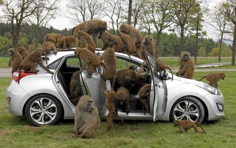Pix Dump #1000 Special: Gewoon een verzameling foto's van dieren