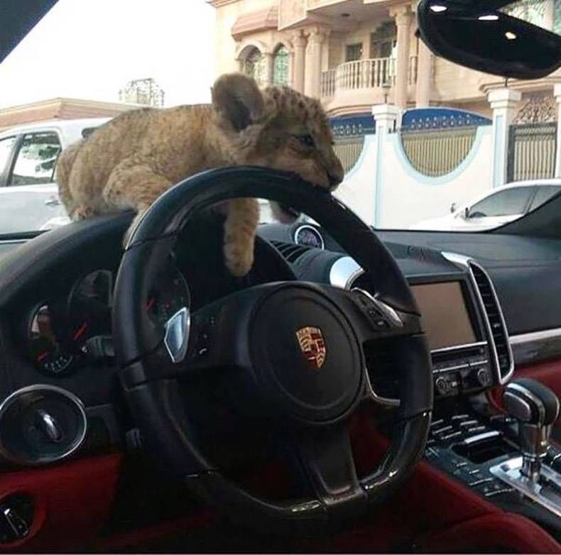 Gewoon een verzameling hilarische foto's #871