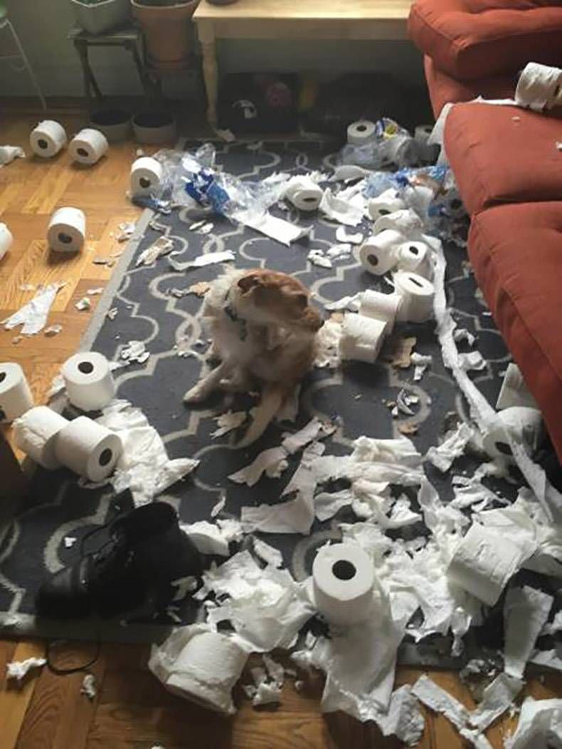 Gewoon een verzameling hilarische foto's #826