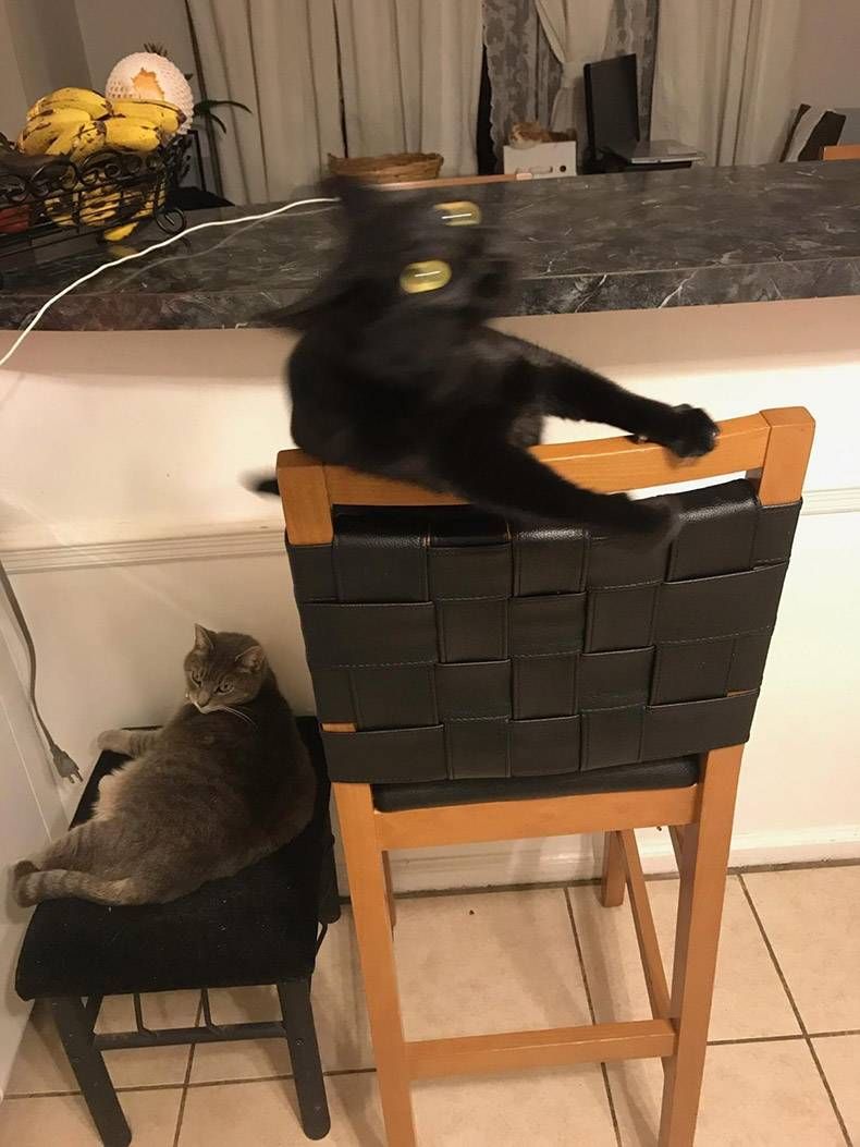 Gewoon een verzameling hilarische foto's #1255