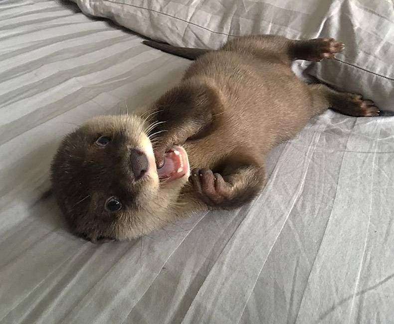 Gewoon een verzameling hilarische foto's #1173