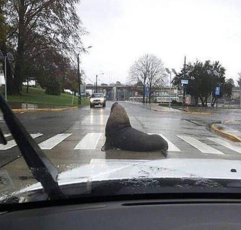 Gewoon een verzameling hilarische foto's #1287