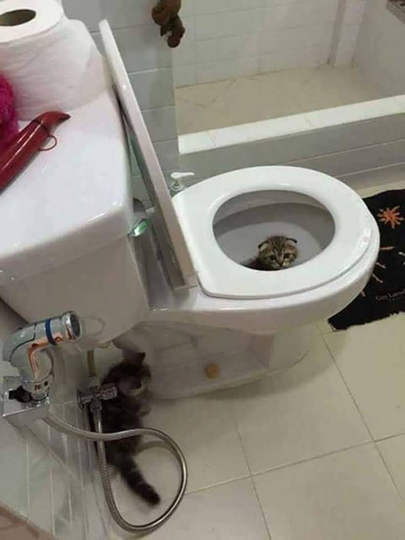 Gewoon een verzameling hilarische foto's #1216