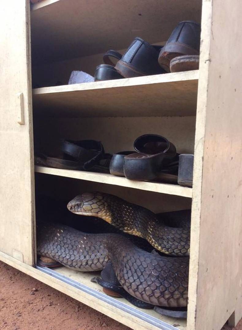 Pix Dump #1000 Special: Gewoon een verzameling foto's van dieren