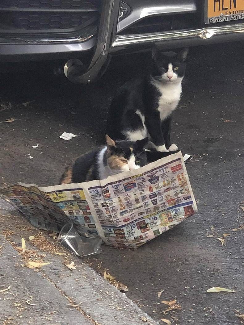 Gewoon een verzameling hilarische foto's #1152