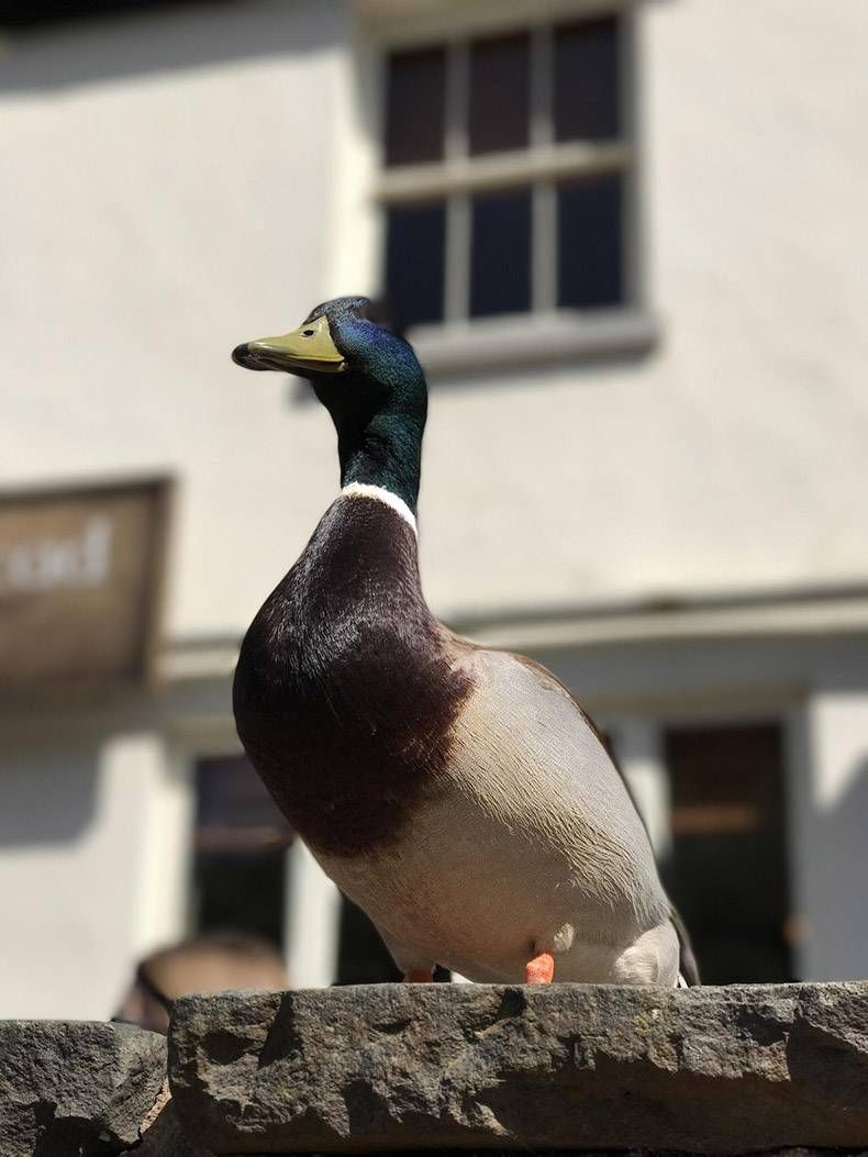 Gewoon een verzameling hilarische foto's #1024