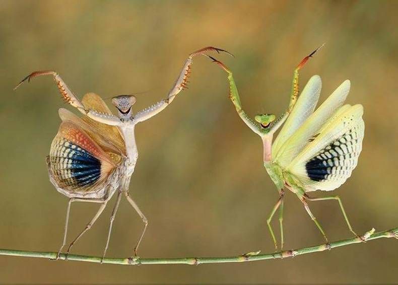 Pix Dump #1000 Special: Gewoon een verzameling foto's van dieren