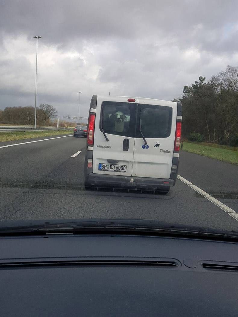 Gewoon een verzameling hilarische foto’s #921