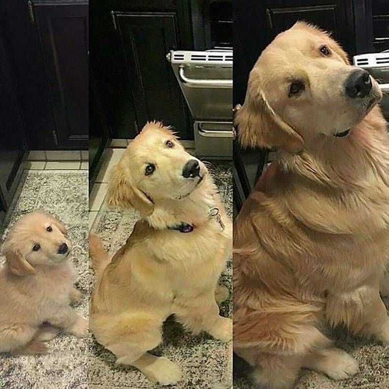 Gewoon een verzameling hilarische foto's #778