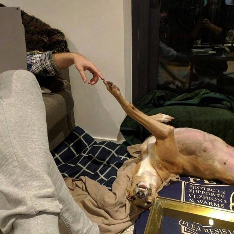 Gewoon een verzameling hilarische foto's #721