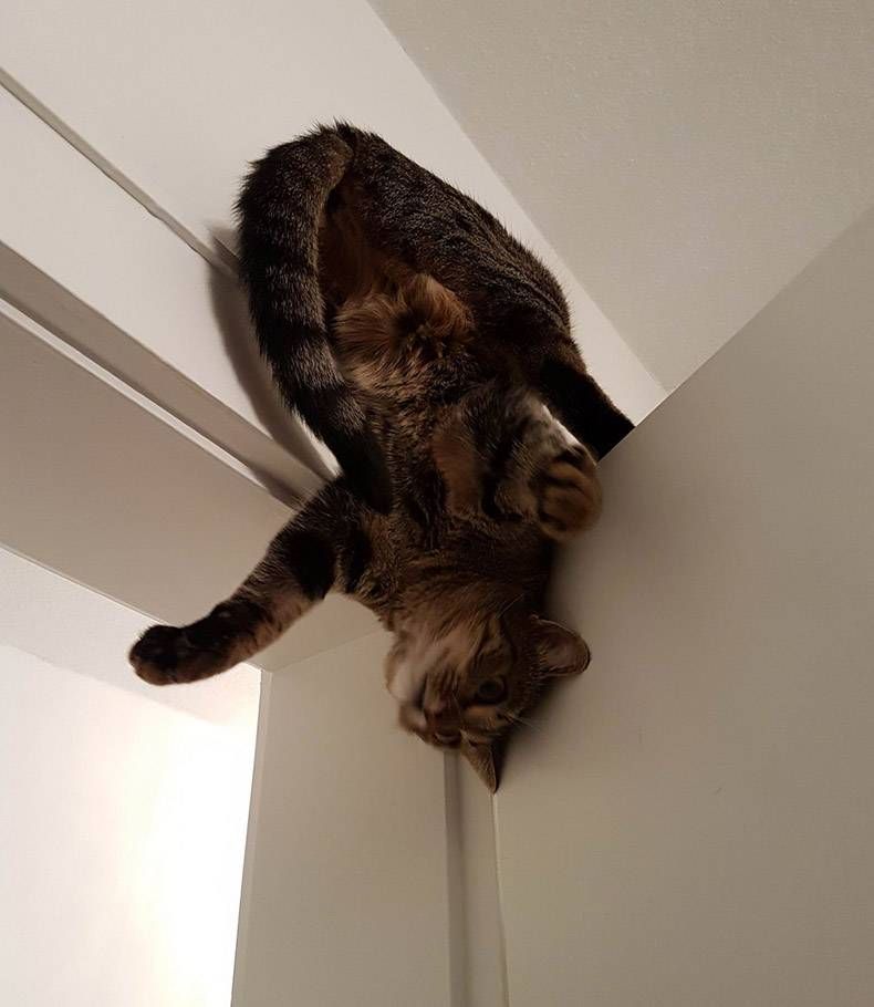 Gewoon een verzameling hilarische foto's #1139