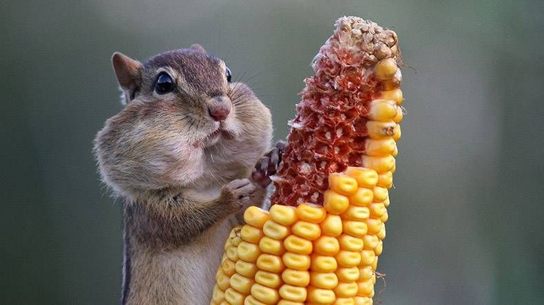 Pix Dump #1000 Special: Gewoon een verzameling foto's van dieren