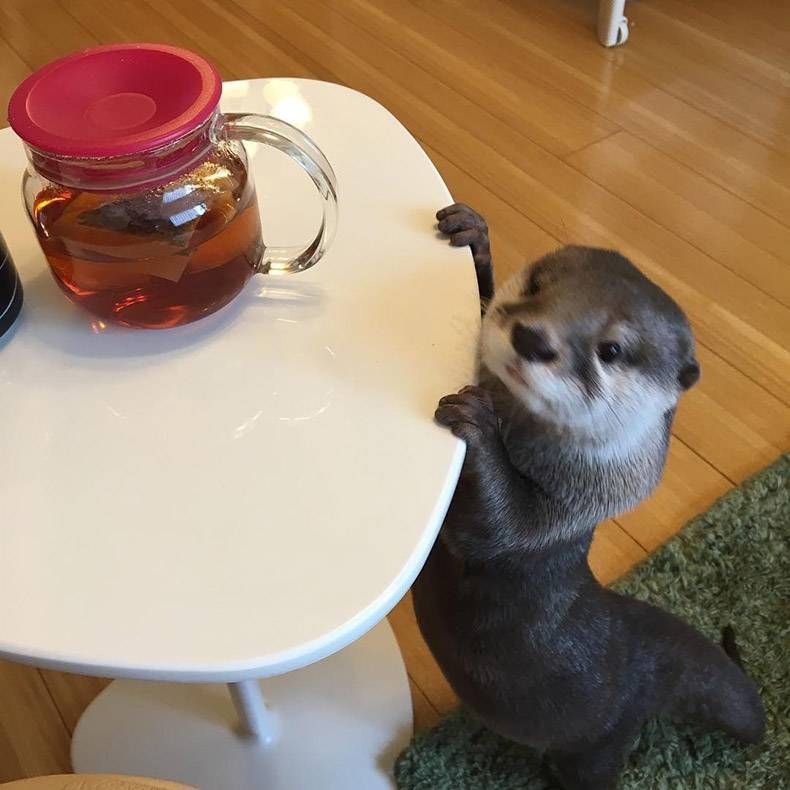 Gewoon een verzameling hilarische foto's #1179