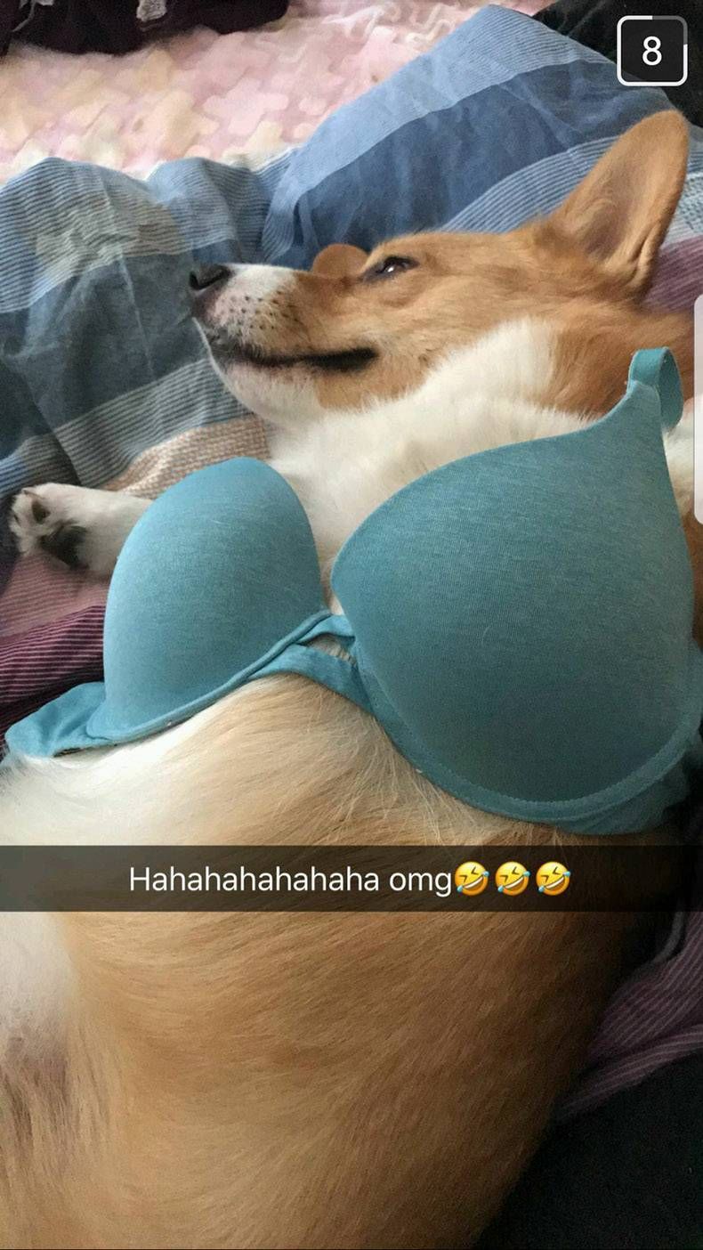 Gewoon een verzameling hilarische foto's #1173