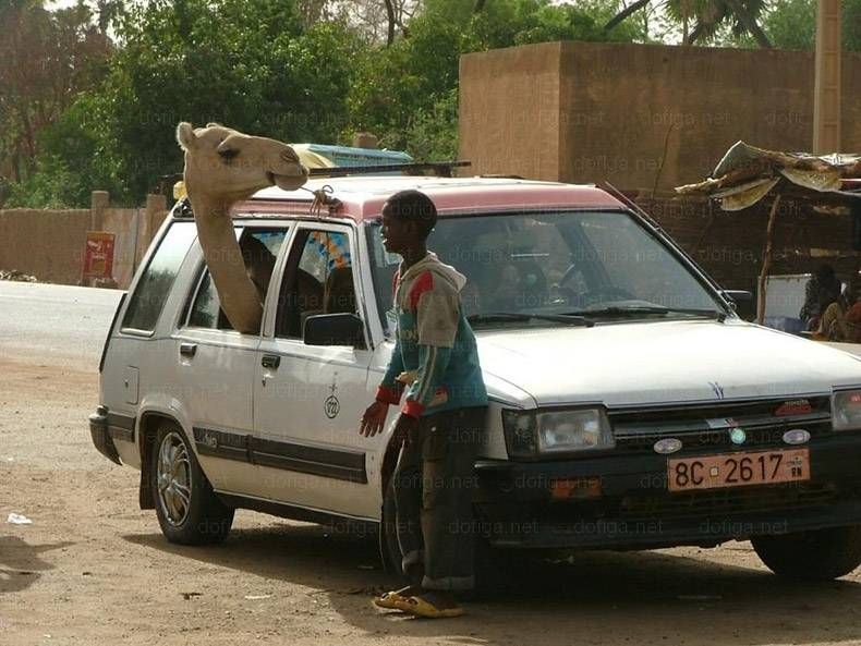 Pix Dump #1000 Special: Gewoon een verzameling foto's van dieren