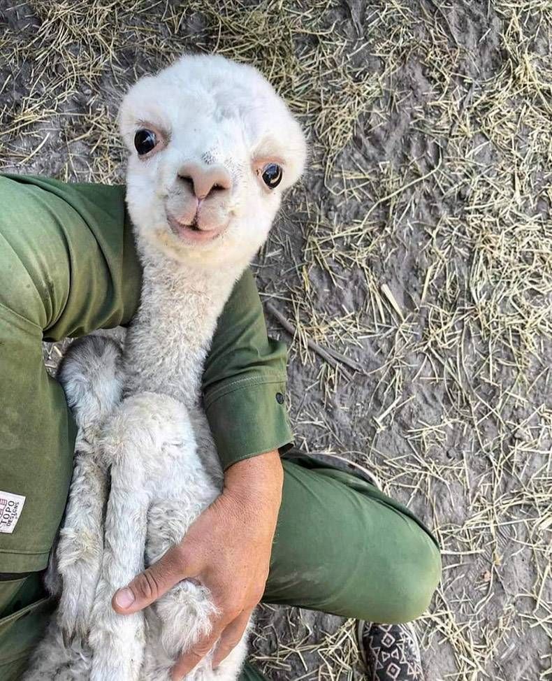 Gewoon een verzameling hilarische foto's #1345