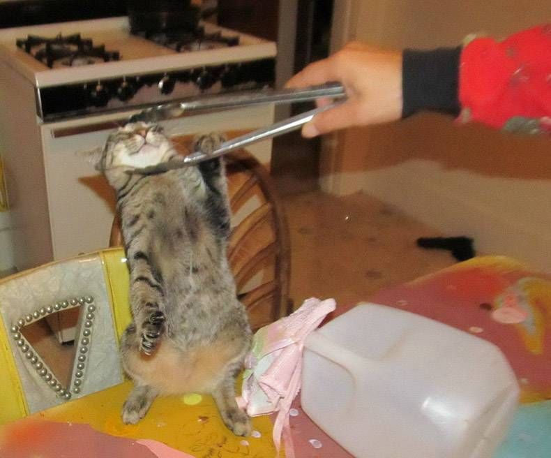 Gewoon een verzameling hilarische foto's #1257