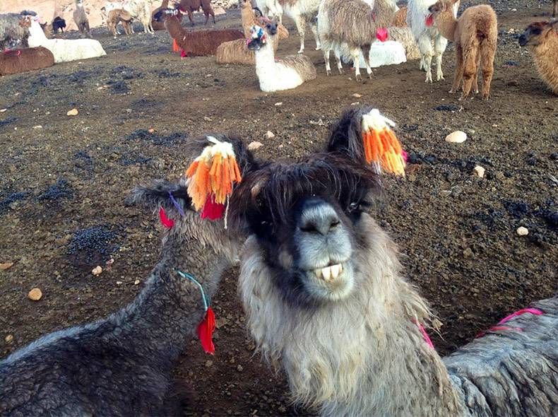 Gewoon een verzameling hilarische foto's #1127