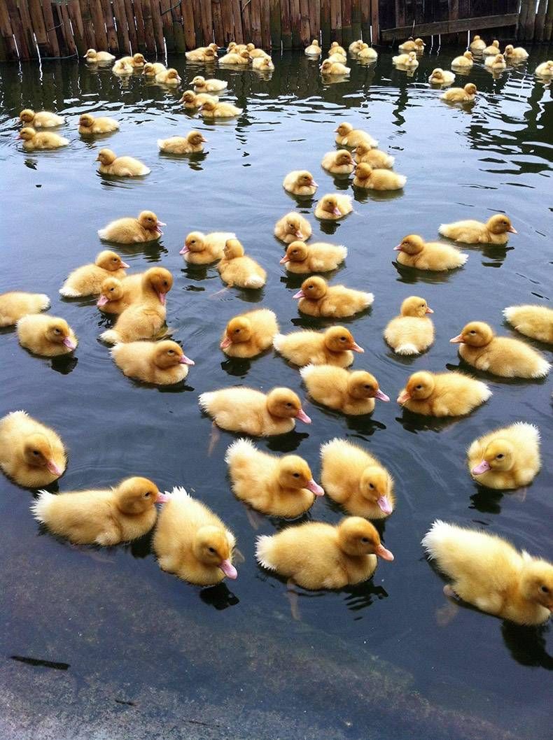 Pix Dump #1000 Special: Gewoon een verzameling foto's van dieren