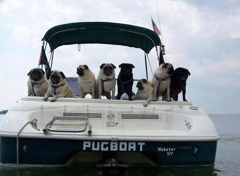 Pix Dump #1000 Special: Gewoon een verzameling foto's van dieren