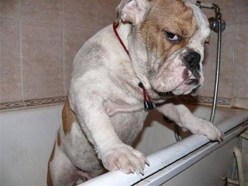 Pix Dump #1000 Special: Gewoon een verzameling foto's van dieren