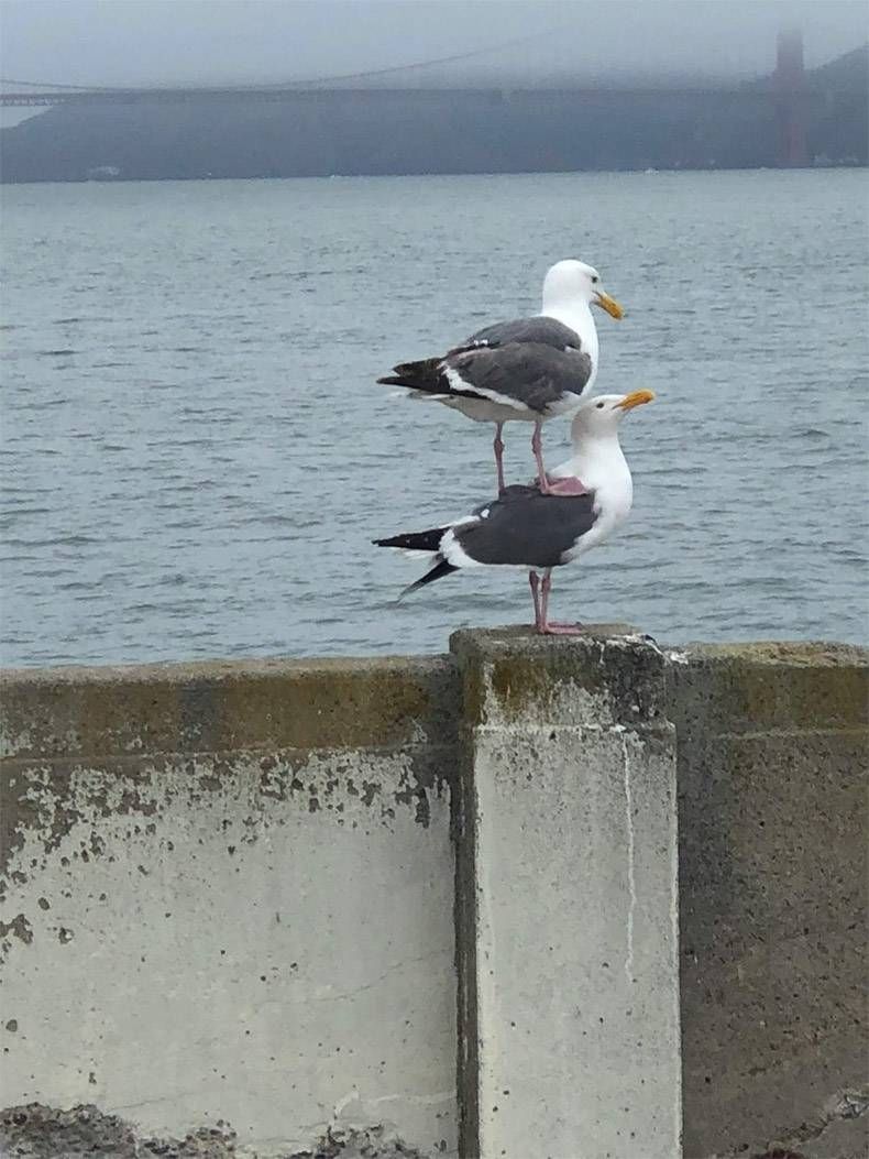 Gewoon een verzameling hilarische foto's #1079