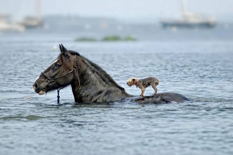 Pix Dump #1000 Special: Gewoon een verzameling foto's van dieren