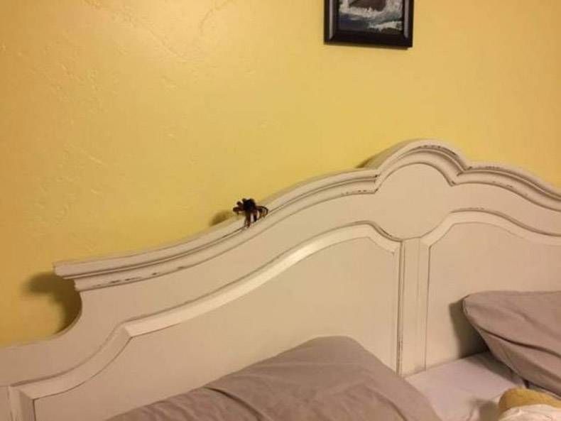 Gewoon een verzameling hilarische foto's #955